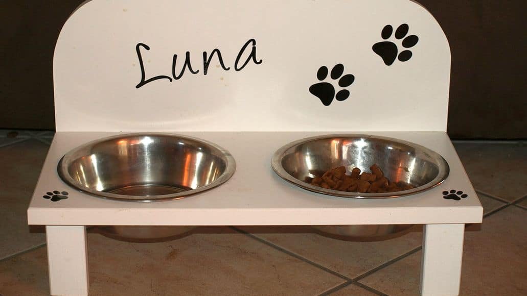 elevated dog bowl