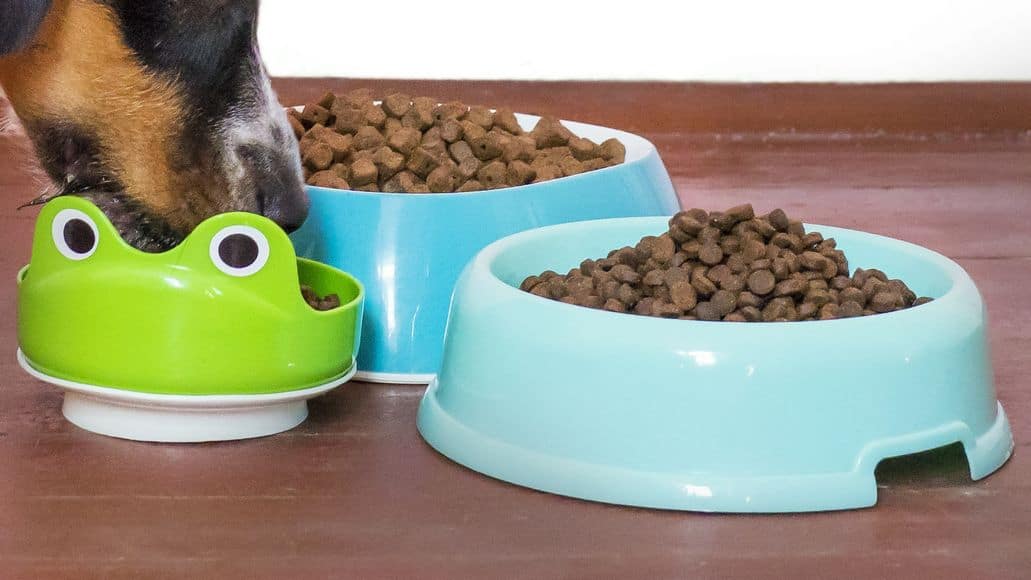 types of dog bowls for yorkies