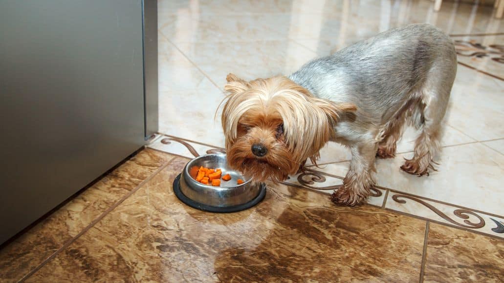 yorkie with allergy against food
