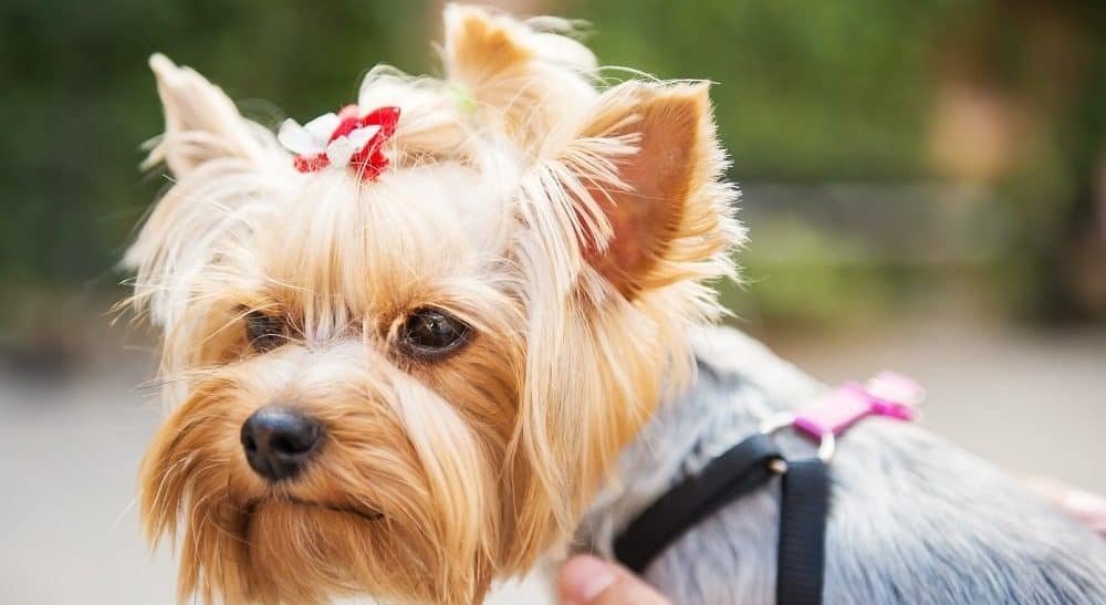 Best Yorkie harnesses