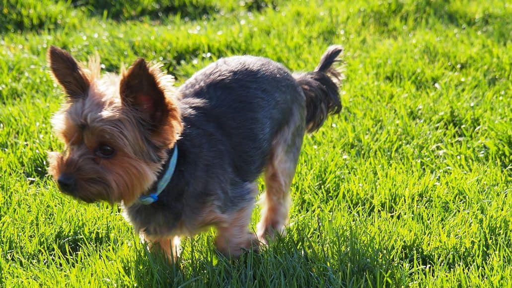 Yorkshire Terrier with flat collar