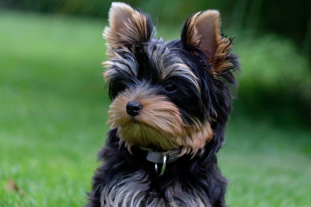 best flea and tick prevention for yorkies