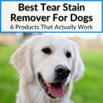 Best Tear Stain Remover For Dogs