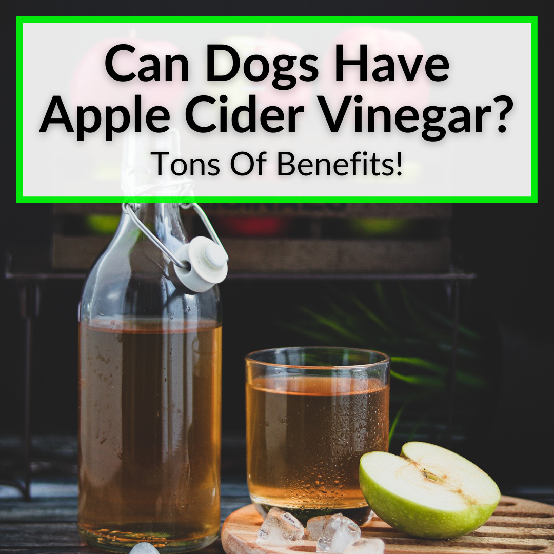 How To Use Apple Cider Vinegar For Dogs Fur