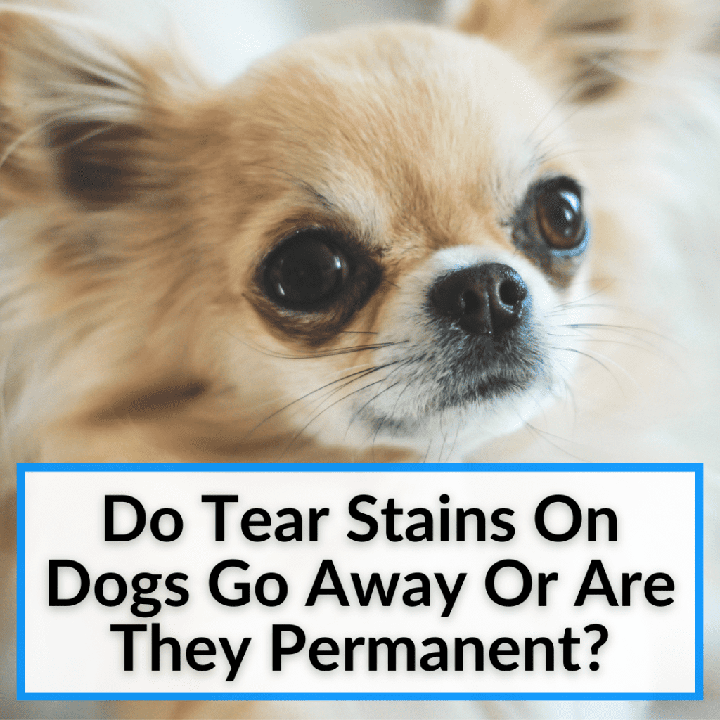 Do Blueberries Help With Dog Tear Stains? (Here Is How)