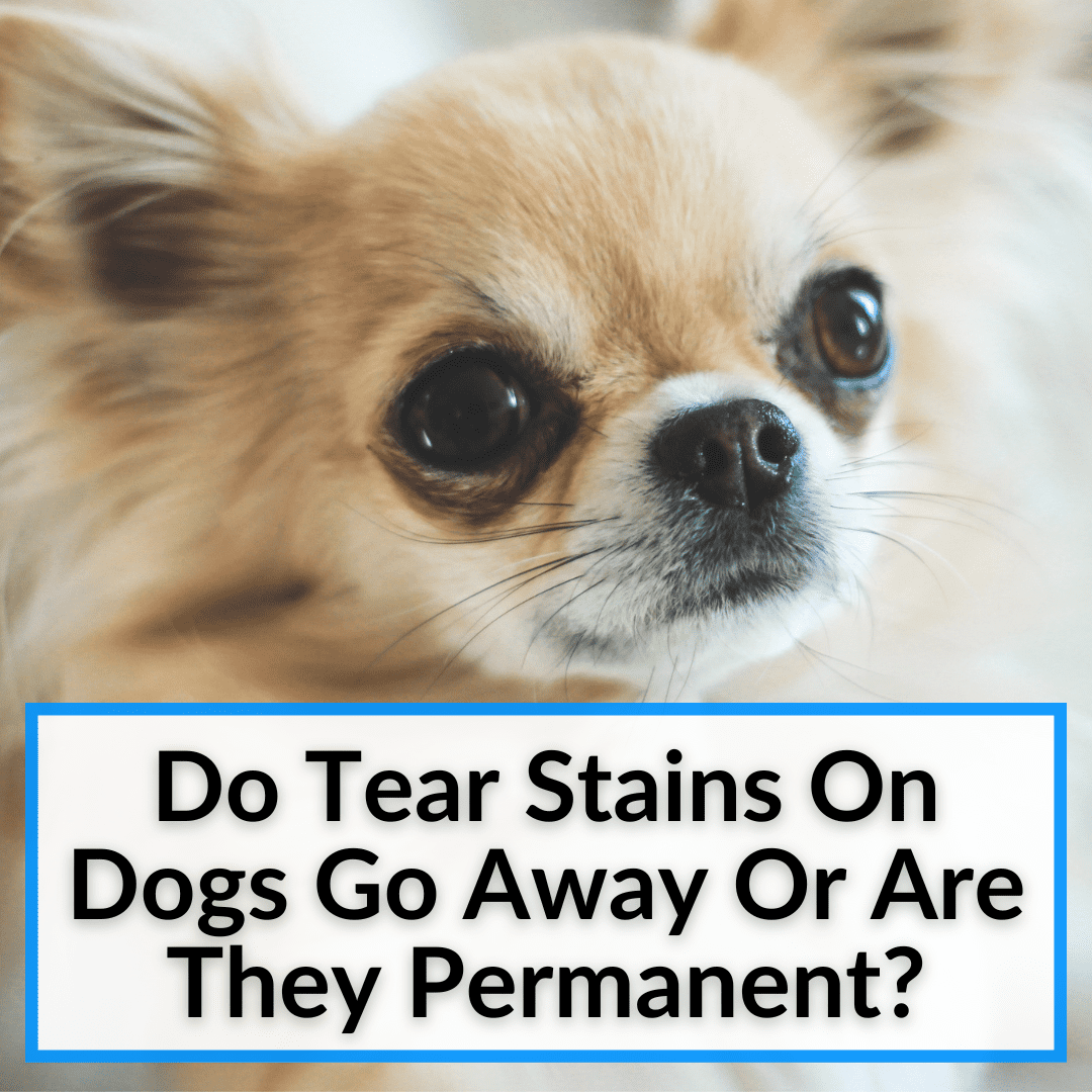 do tear stains on dogs go away