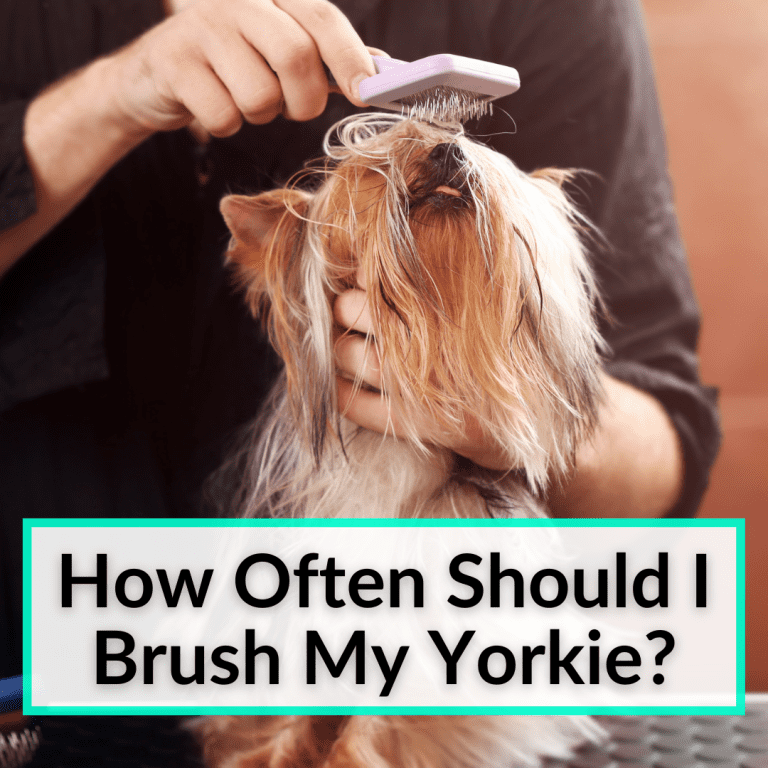 How Often Should I Brush My Yorkie?