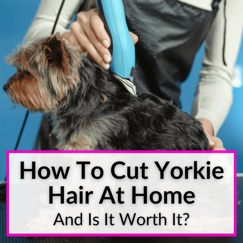 How To Cut Yorkie Hair At Home (+Is It Worth It?)
