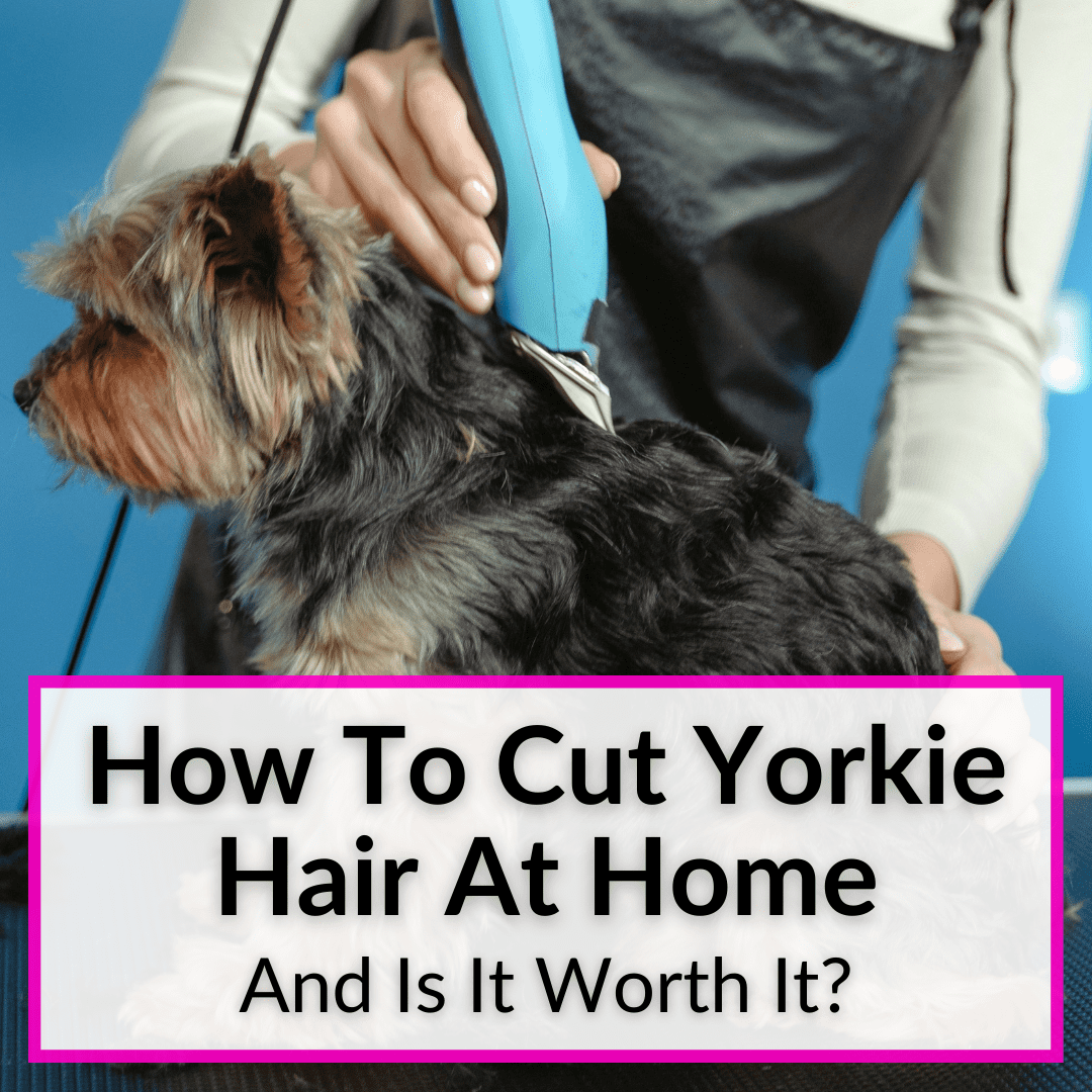 How To Cut Yorkie Hair At Home