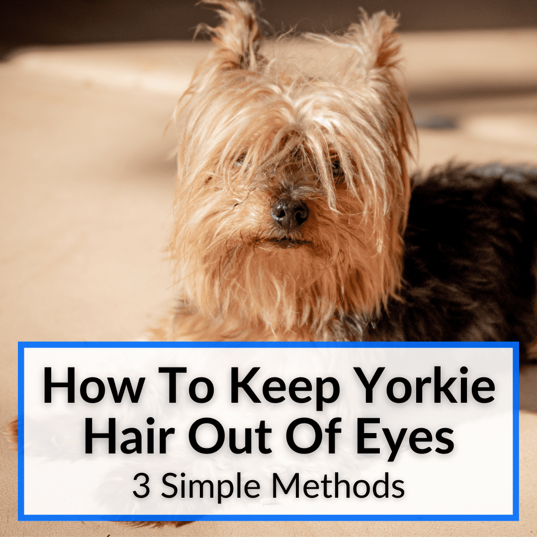 How To Keep Yorkie Hair Out Of Eyes