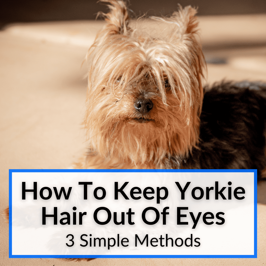 how do you keep a yorkies face clean