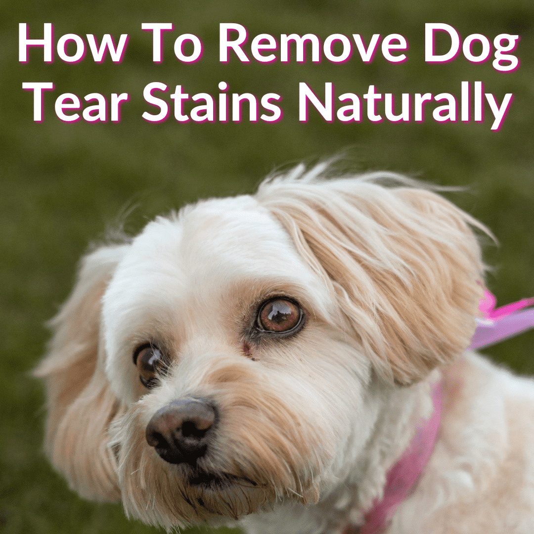 How To Remove Dog Tear Stains Naturally