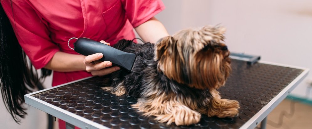 using pet clippers to trim dog hair