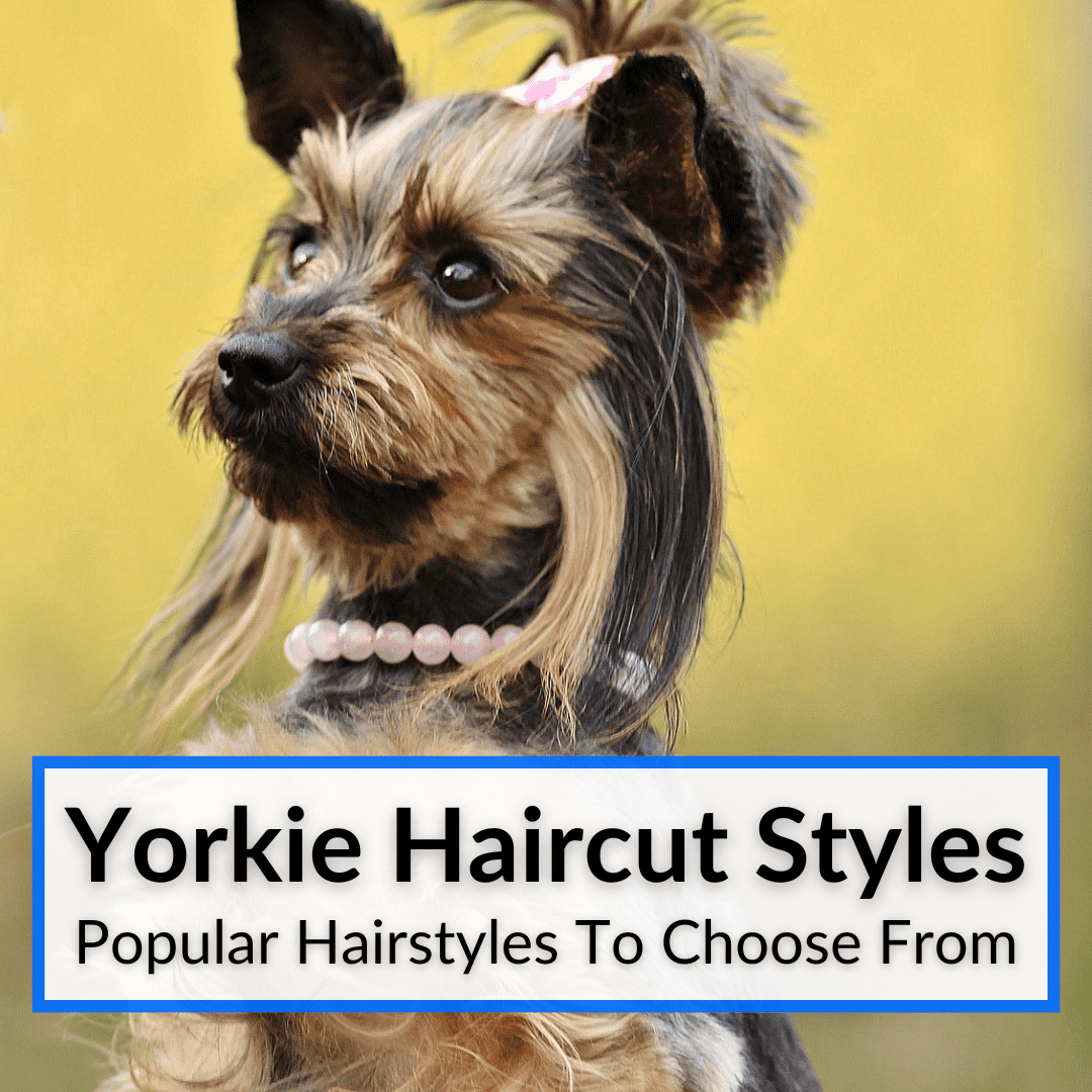 how do you give a yorkie a haircut