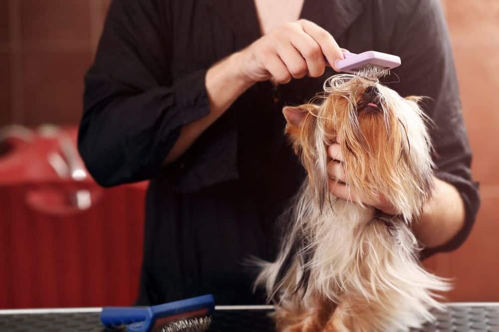 brushing a yorkie puppy before first haircut