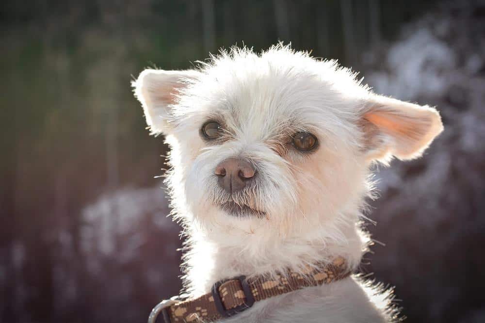 white yorkie with tear stains