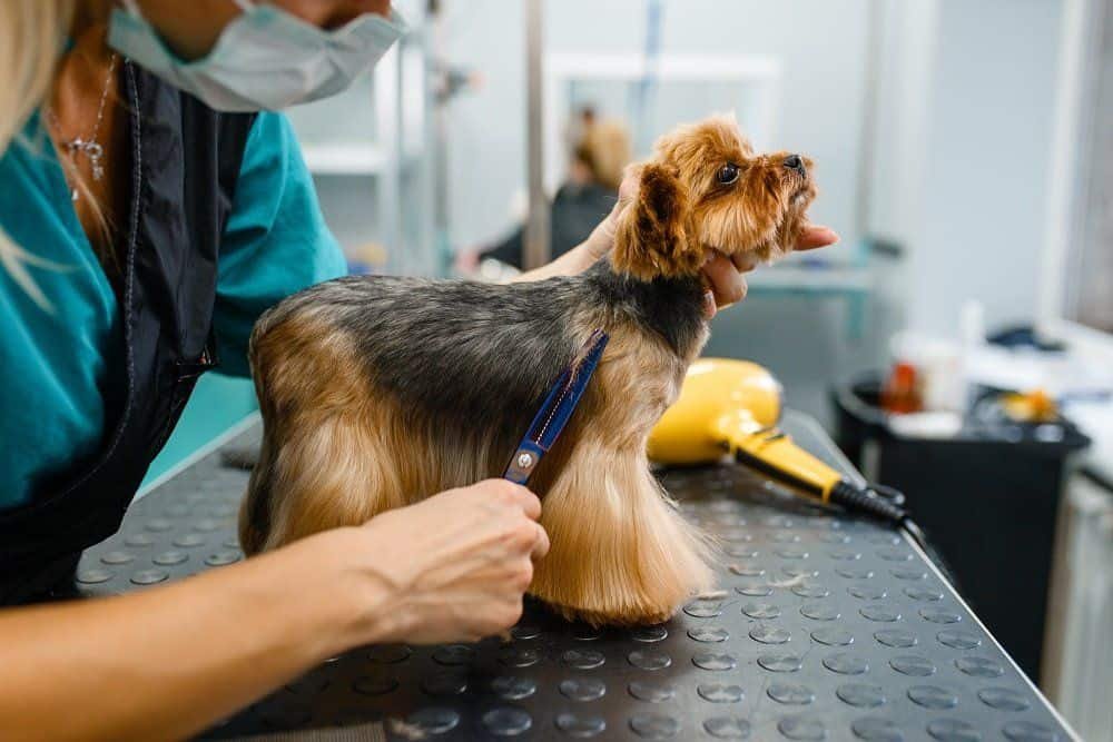 yorkie hair being groomed