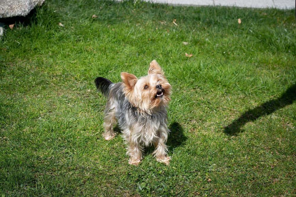 are yorkshire terriers smart