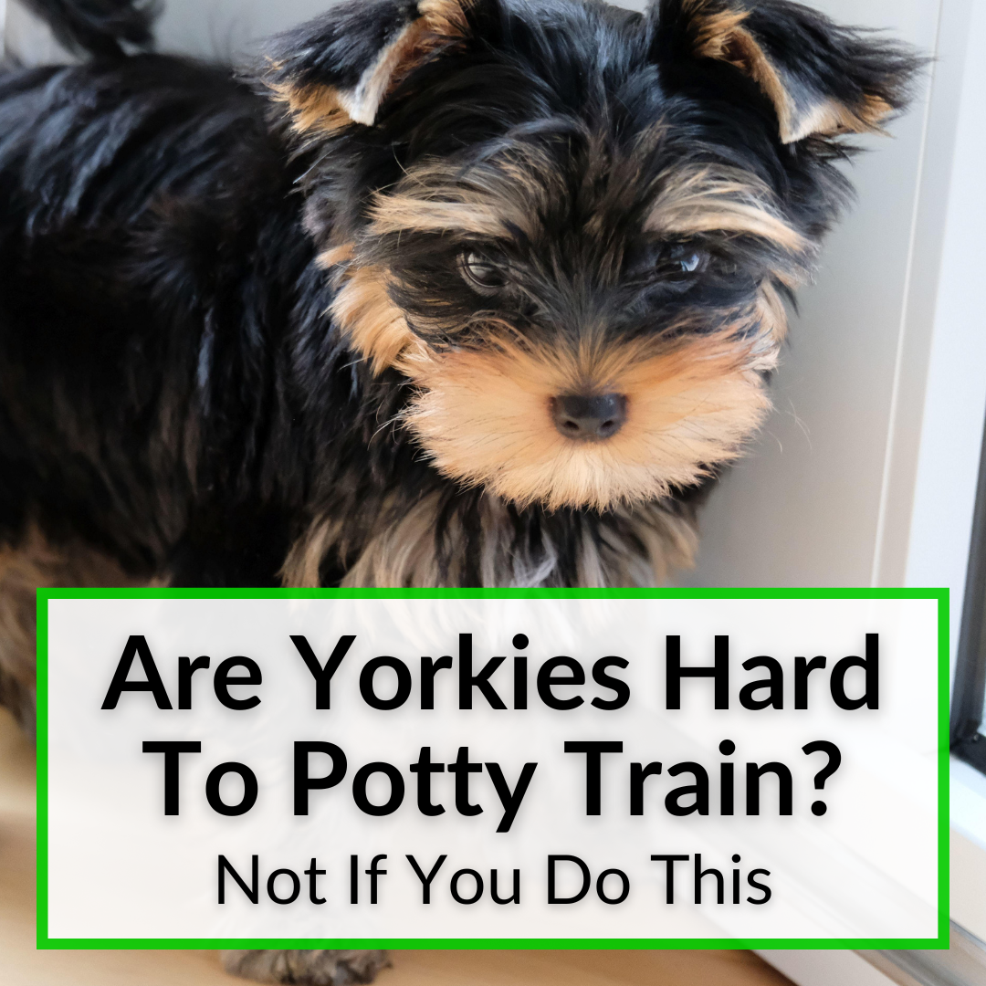 do yorkies pee in the house