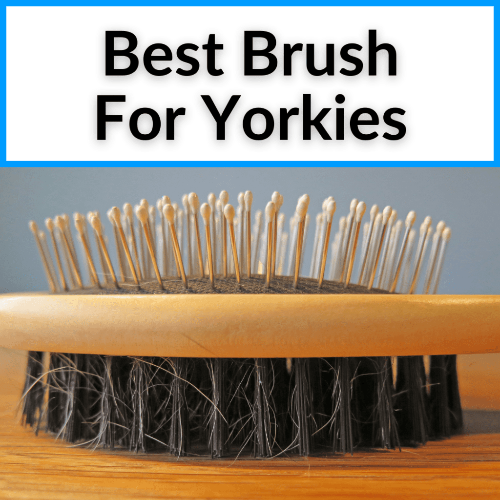 Best Brush For Yorkies (Top Dog Grooming Brushes Compared)