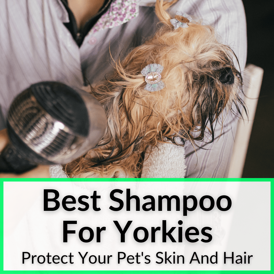 Best Shampoo For Yorkies