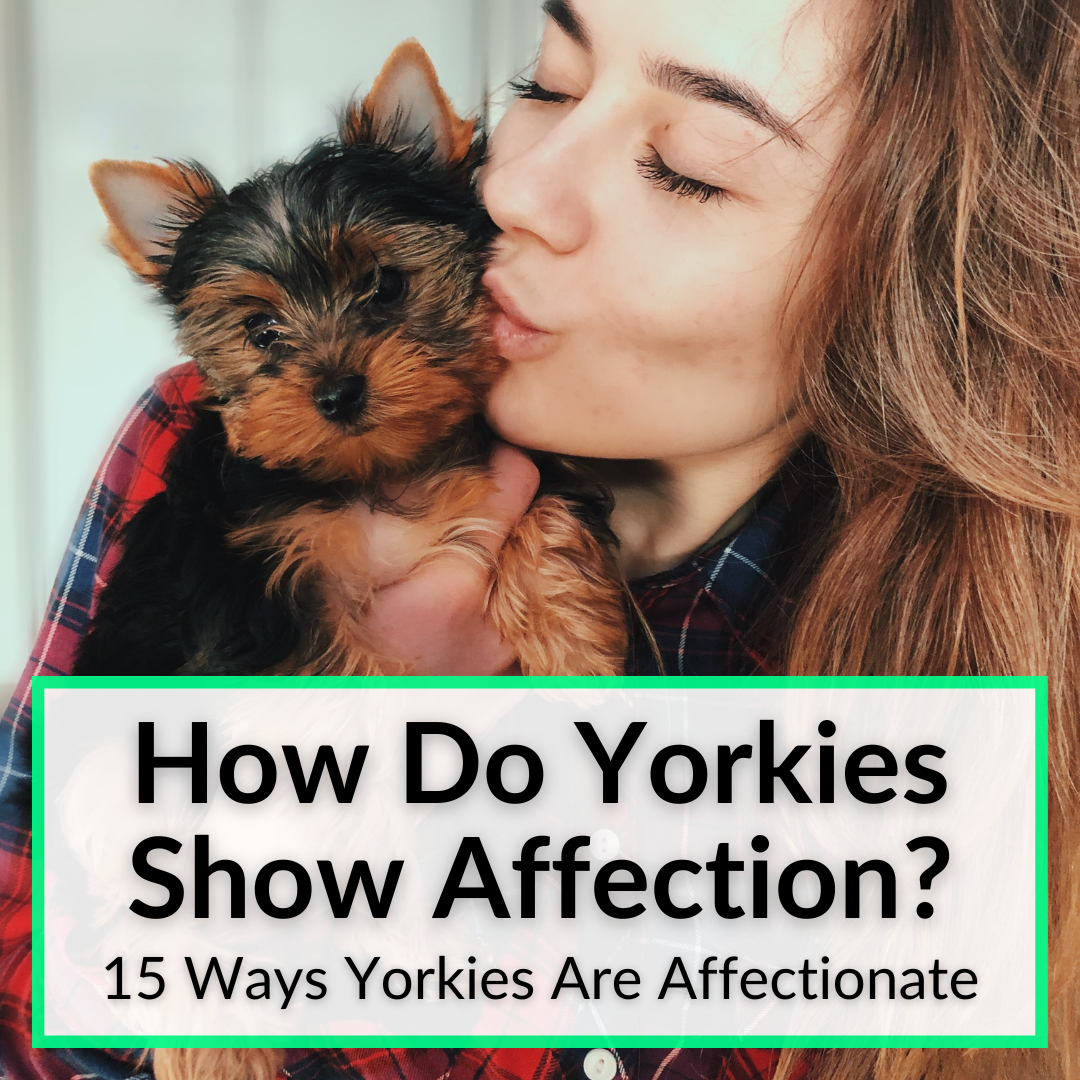 How Do Yorkies Show Affection