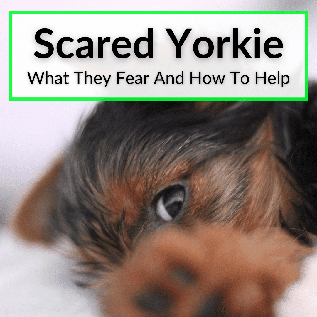 Scared Yorkie