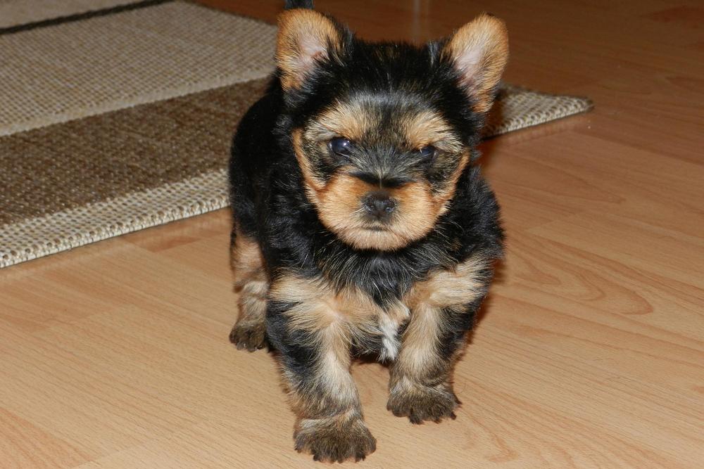 do yorkie puppies shed their puppy coat