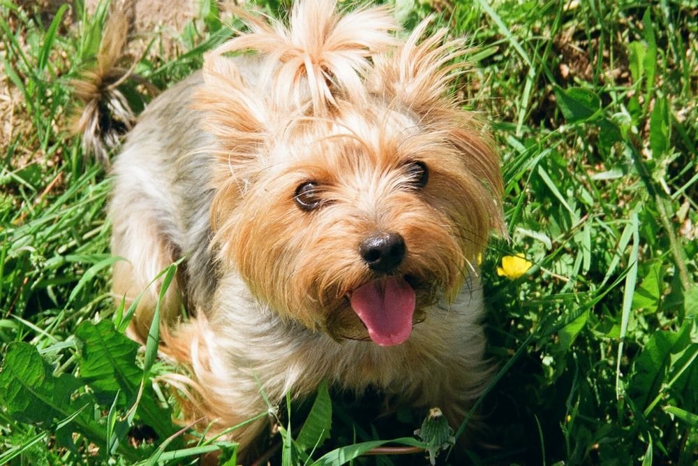 why is my yorkie eating grass