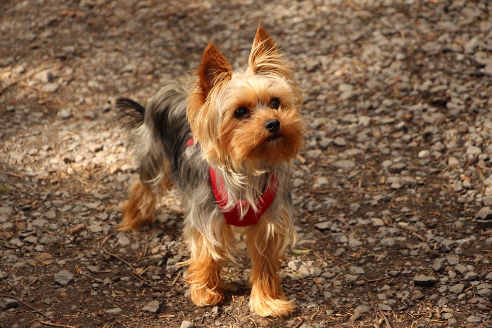 yorkie wagging tail to display affection