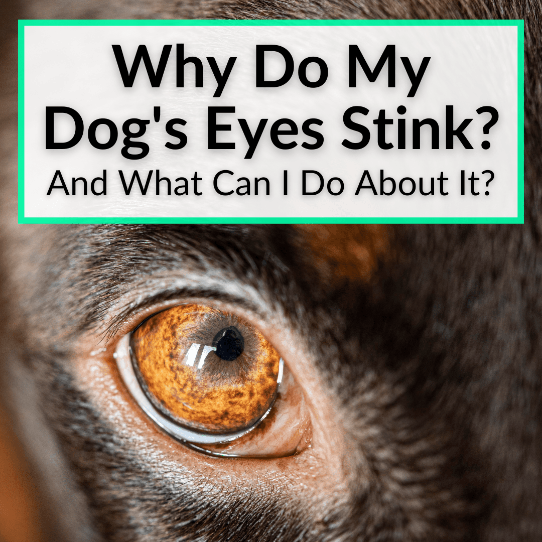 why-is-my-dogs-eye-bloodshot-and-swollen