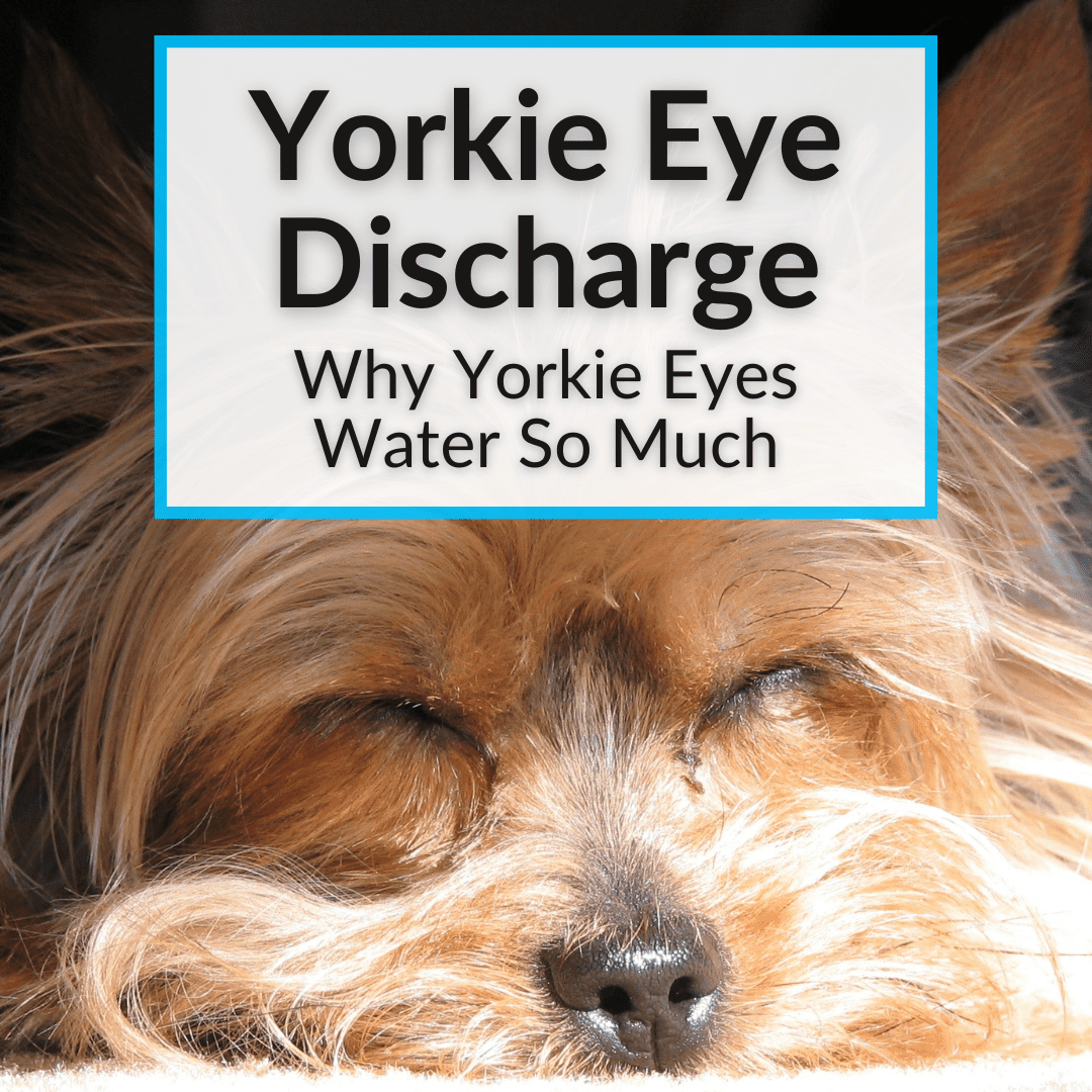 Yorkie Eye Discharge