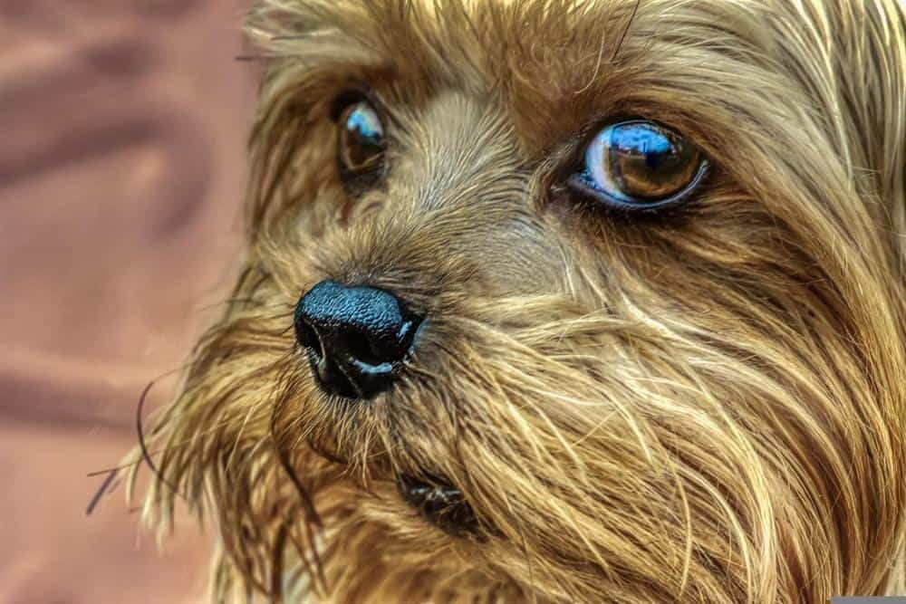 yorkie with allergies that cause bumps on skin