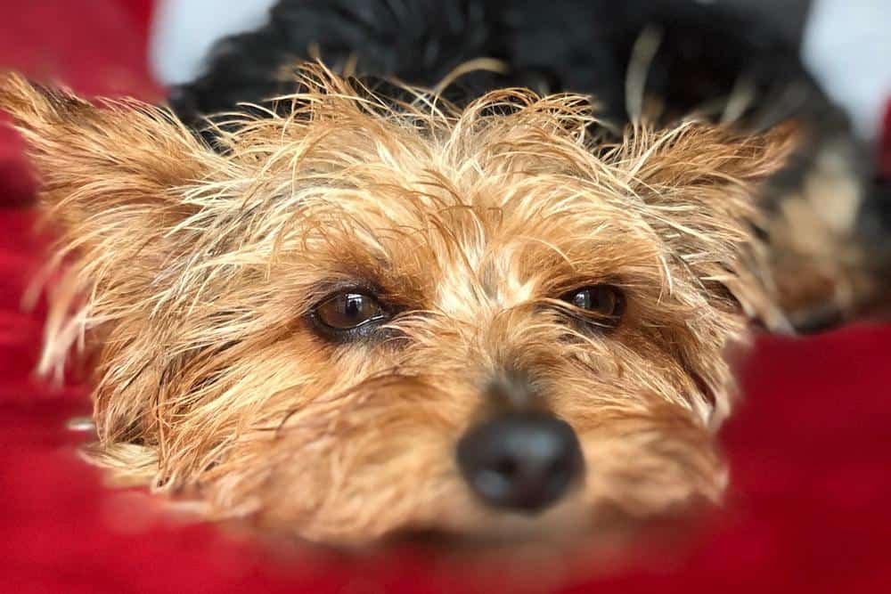 yorkshire terrier with skin scabs