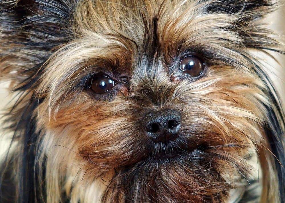 yorkshire terrier with hip problems