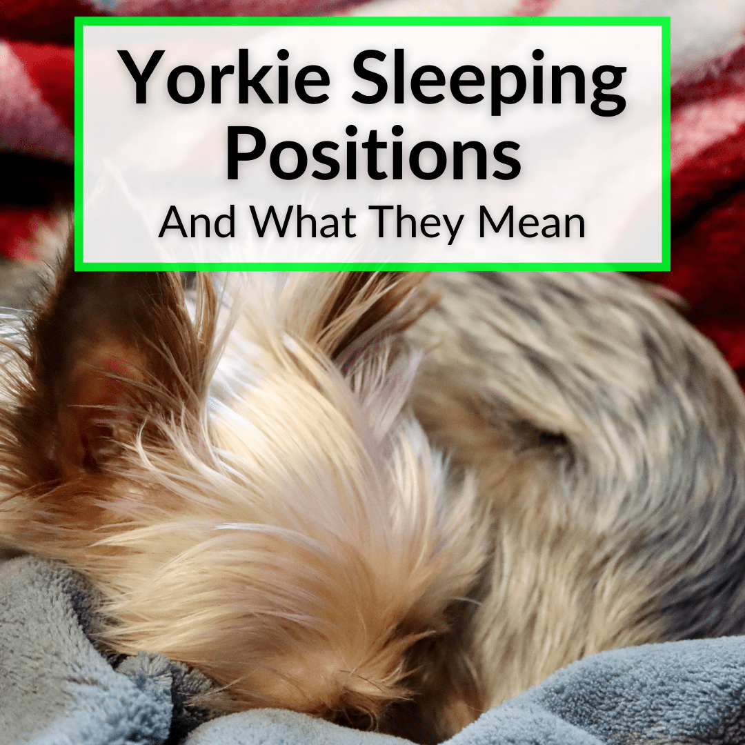Yorkie Sleeping Positions