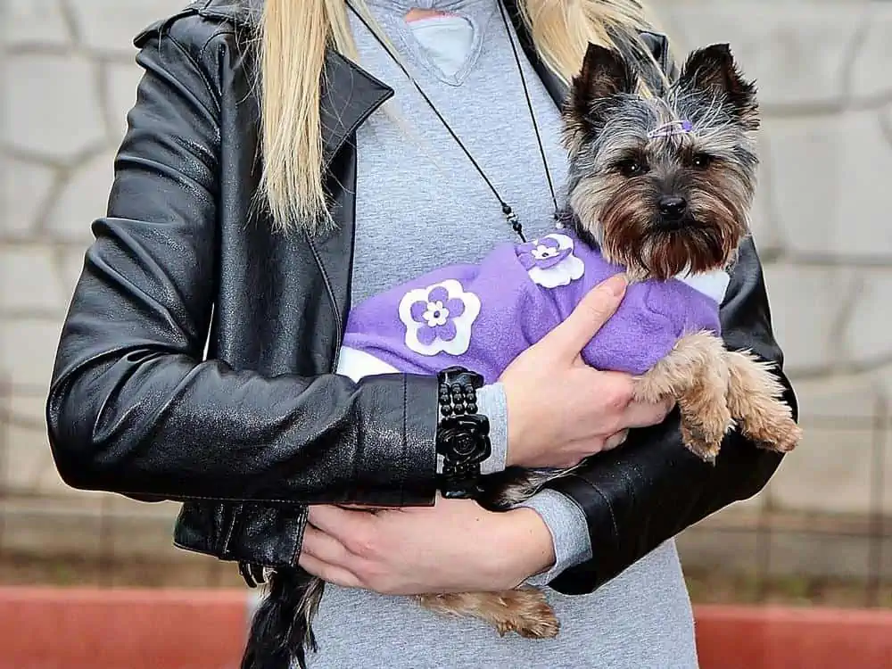 what to know about yorkies as pets