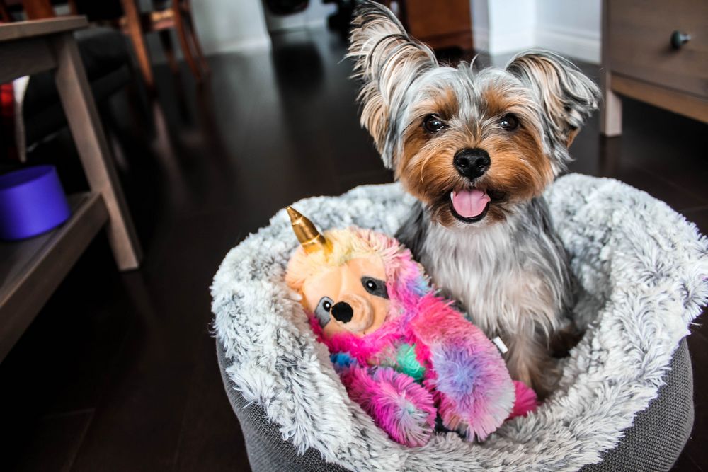 yorkie in bed with toy