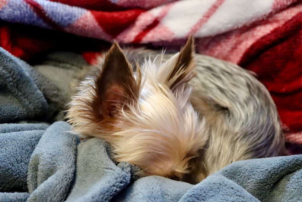 yorkie sleeping in curled up position