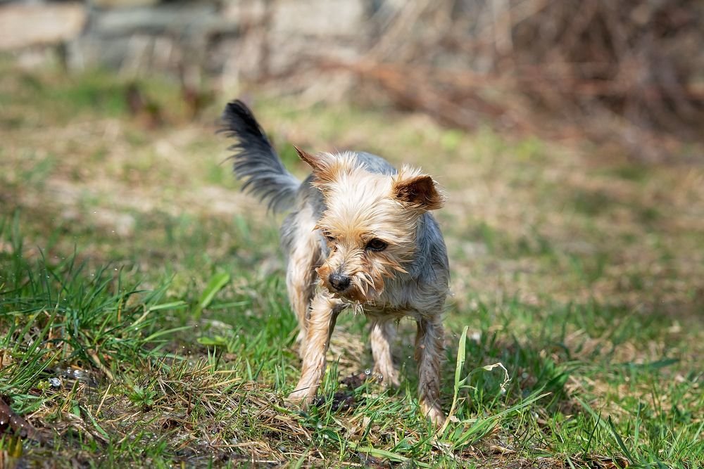 yorkshire terrier outside