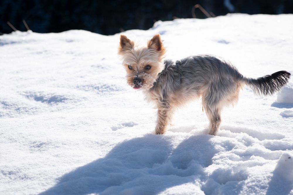 yorkie shivering in the snow