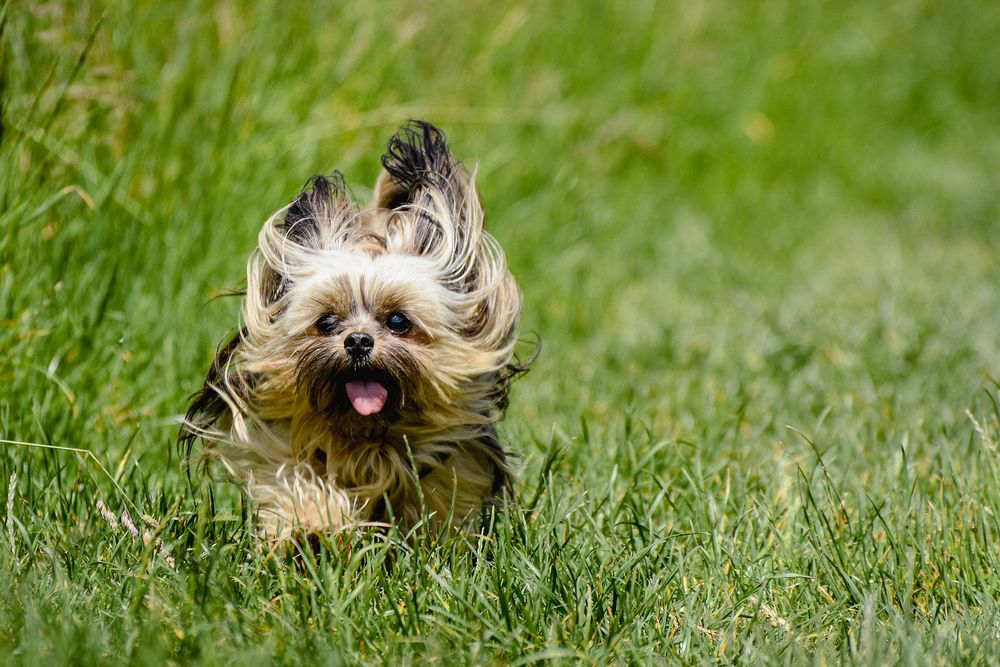 yorkshire terrier learning come command