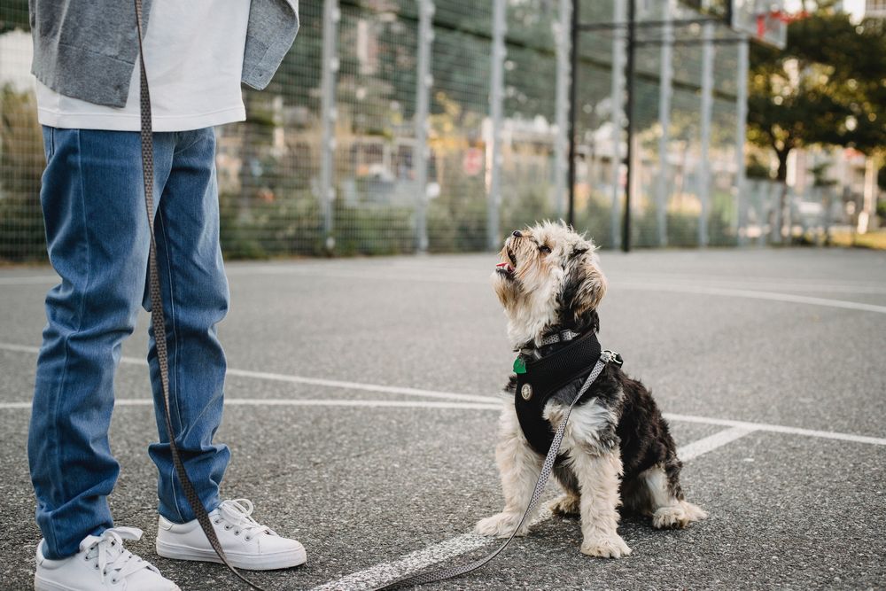 How To Train A Yorkie To Be A Service Dog
