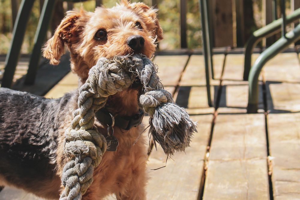 what traits make a good therapy dog