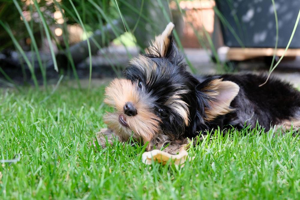yorkie puppy chewing on a bone