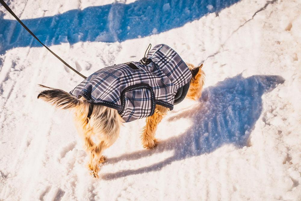 how do i know if my yorkie is cold