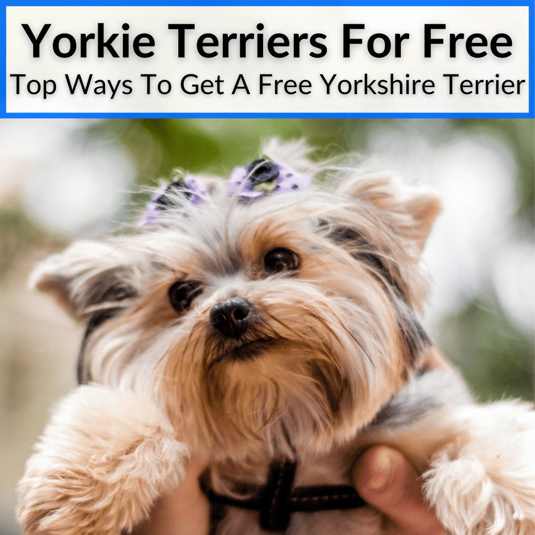 Yorkie Terriers For Free
