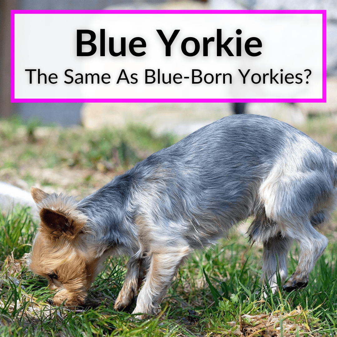 what color are yorkie puppies when they are born