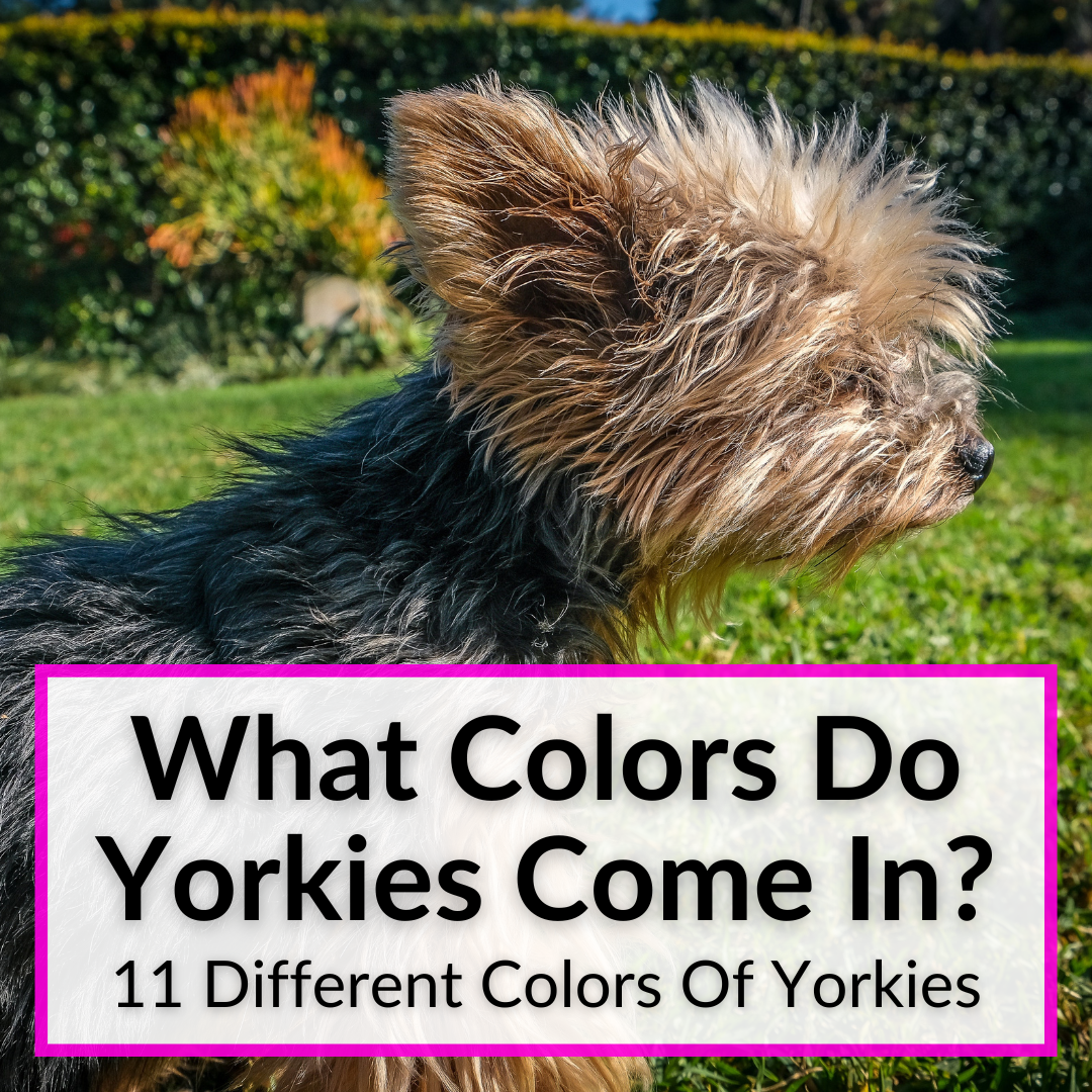 What Colors Do Yorkies Come In