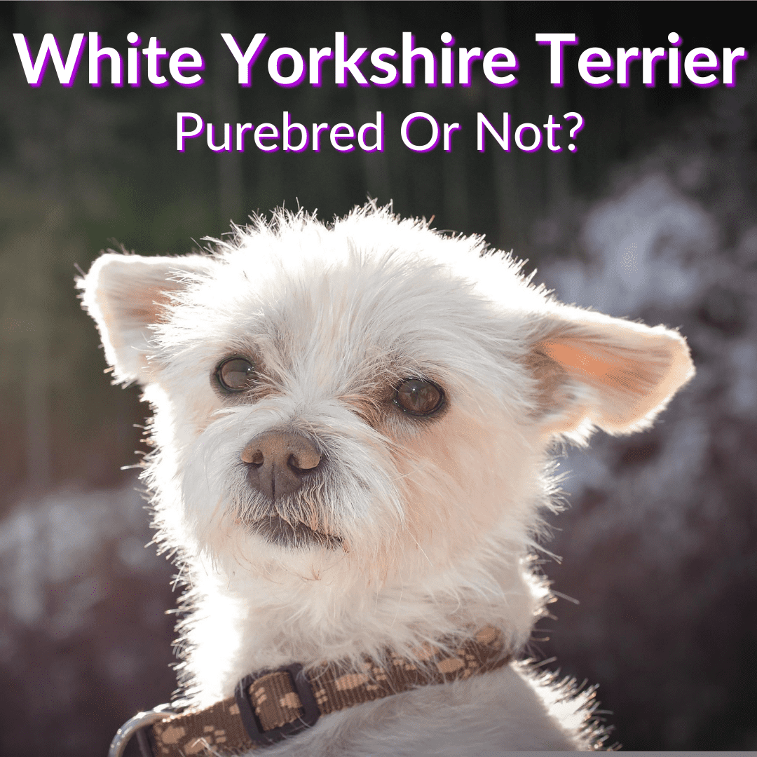 White Yorkshire Terrier